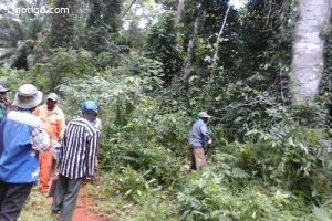 500 hectares de Terrain agricole à louer à Mengang /Cameroun