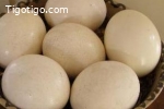 poussins d'autruche et œufs disponibles